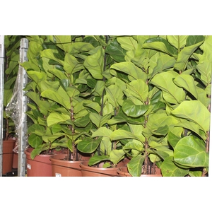 FICUS LYRATA BAMBINO P24 COMPACTO