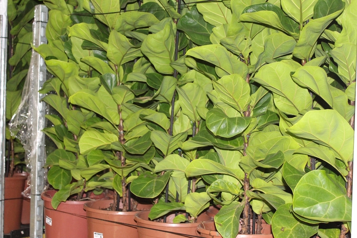 <h4>FICUS LYRATA BAMBINO P24 COMPACTO</h4>