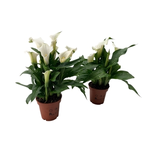 Zantedeschia Captain Fresco
