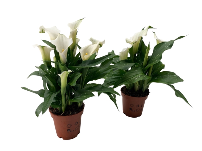 <h4>Zantedeschia Captain Fresco</h4>