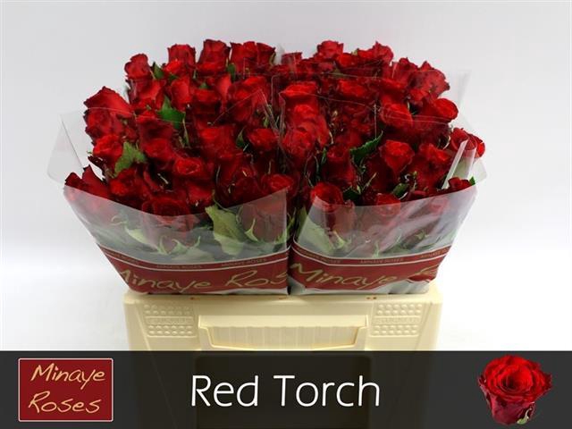 R GR RED TORCH