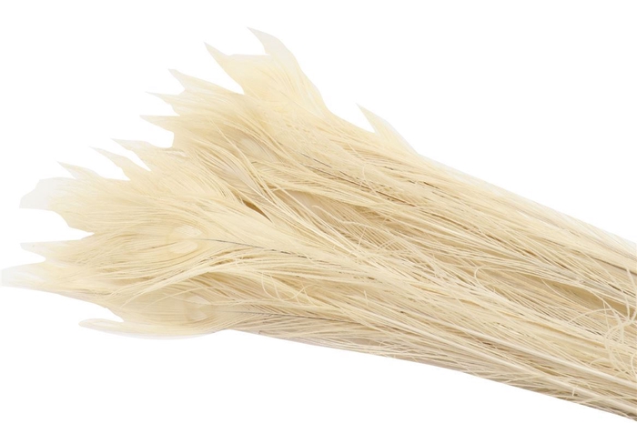 <h4>Feather Peacock L90-100 Bleached White</h4>