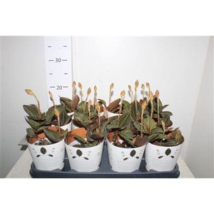 Lud Discolor 1-2 Branches