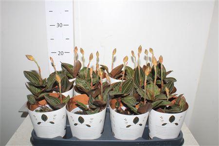 <h4>Lud Discolor 1-2 Branches</h4>