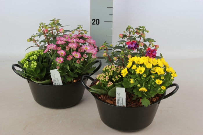 <h4>ARR TUINPLANTEN</h4>