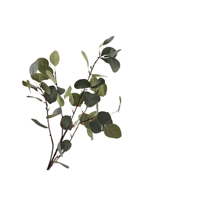 Eucalyptus Green