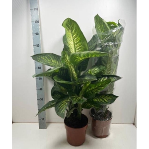 DIEFF SE TROPIC SNOW