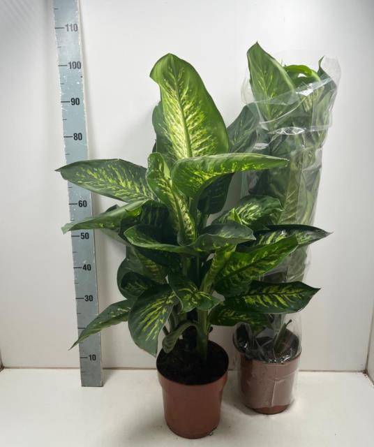 <h4>DIEFF SE TROPIC SNOW</h4>