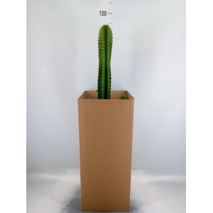 Euphorbia ingens