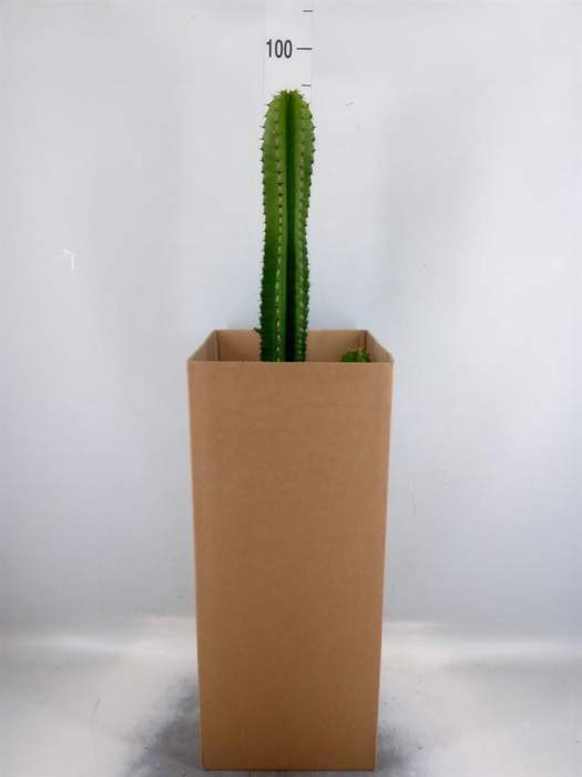<h4>Euphorbia ingens</h4>