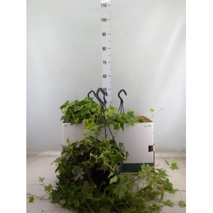 Hedera helix 'Goldchild'