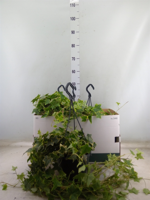 <h4>Hedera helix 'Goldchild'</h4>