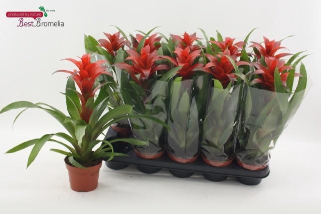 <h4>GUZM ALLURA</h4>