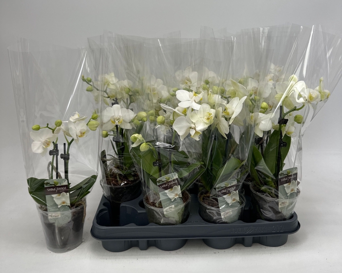 <h4>PHAL OV WIT</h4>