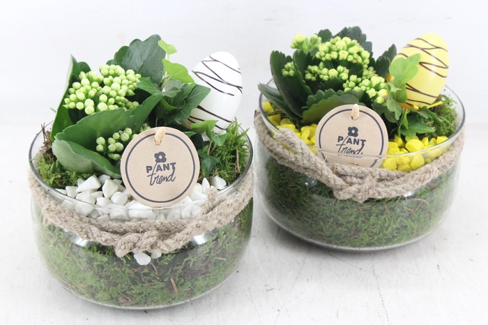 <h4>arr2 PL - Glas cilinder touw x6 - geel/wit</h4>