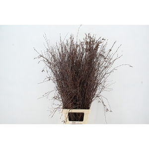 BETULA BS NATURAL+VRUCHT