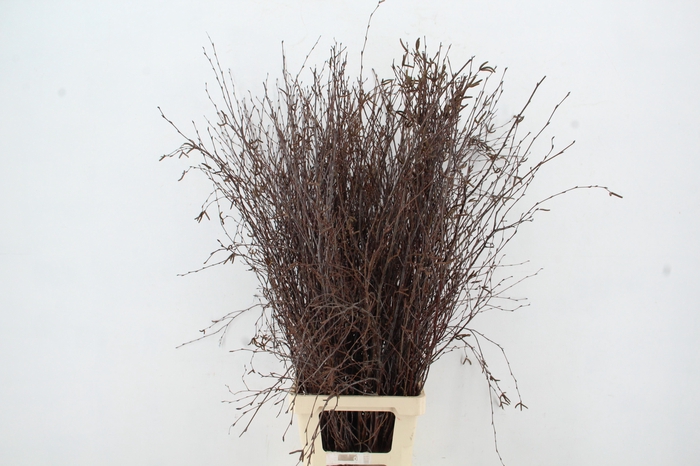 <h4>BETULA BS NATURAL+VRUCHT</h4>