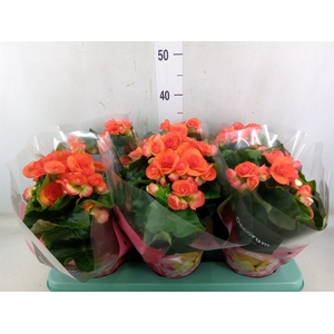 Begonia elat. DU 'Reina'