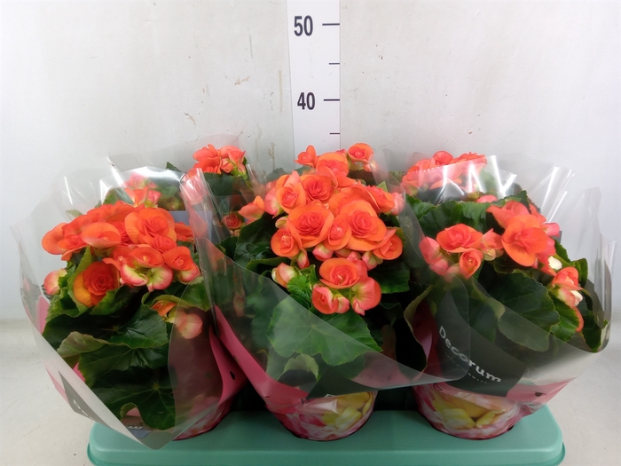 <h4>Begonia elat. DU 'Reina'</h4>