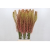 Eremurus Oase