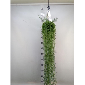 Senecio   ...