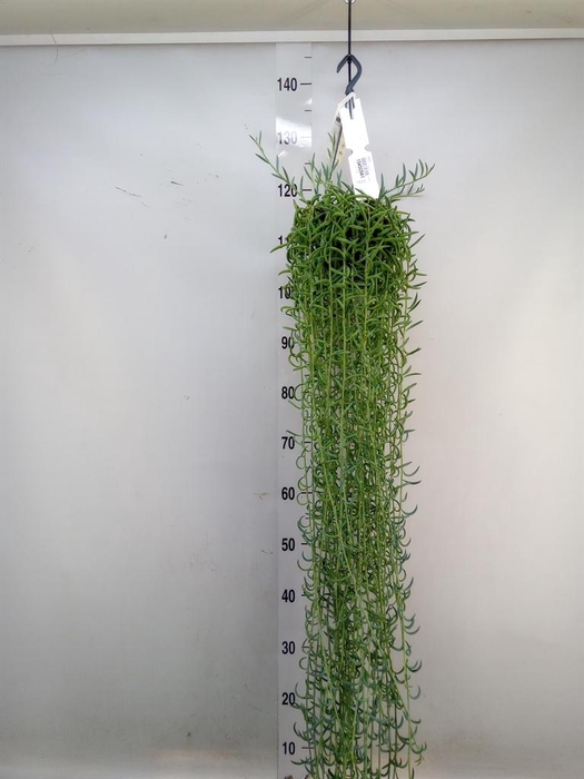 <h4>Senecio   ...</h4>