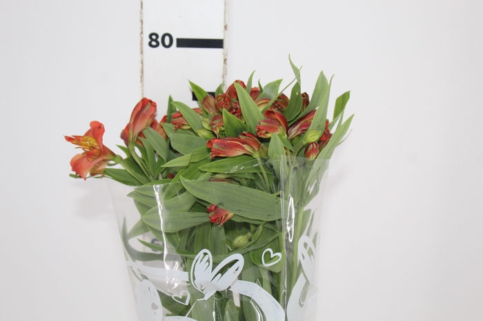 <h4>ALSTROEMERIA CINNAMON 080 CM</h4>