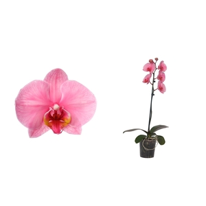 Phal I Am Pink 1T6+ Basic