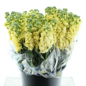 Matth Incana Iron Yellow Super