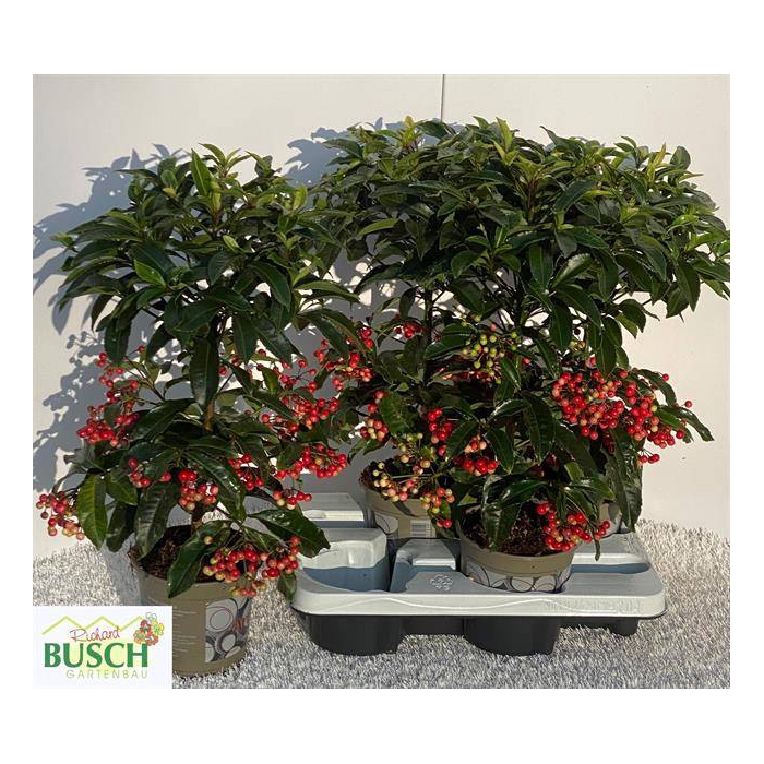 <h4>Ardisia Crenata 14Ø 50cm</h4>