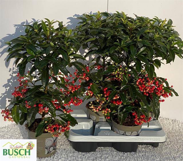 Ardisia Crenata 14Ø 50cm