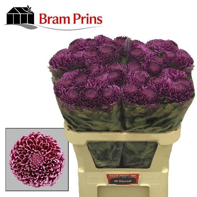 <h4>CHR G BIGOUDI PURPLE</h4>