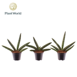 Sansevieria Skyline 7 cm
