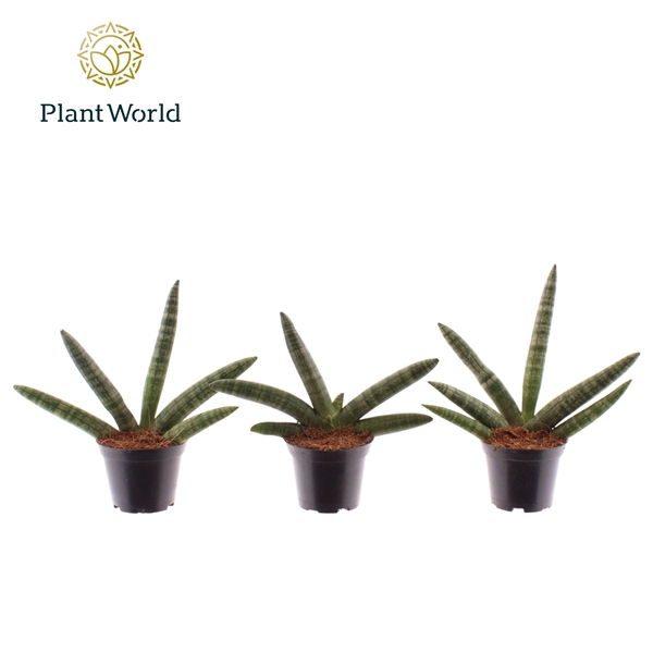 <h4>Sansevieria Skyline 7 cm</h4>