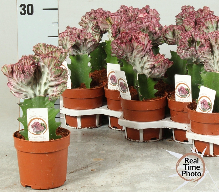 <h4>EUPHOR LAC CRISTATA</h4>