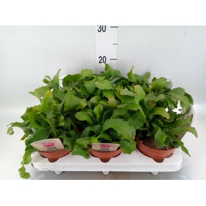 Epiphyllum guatem. var. monstrosa