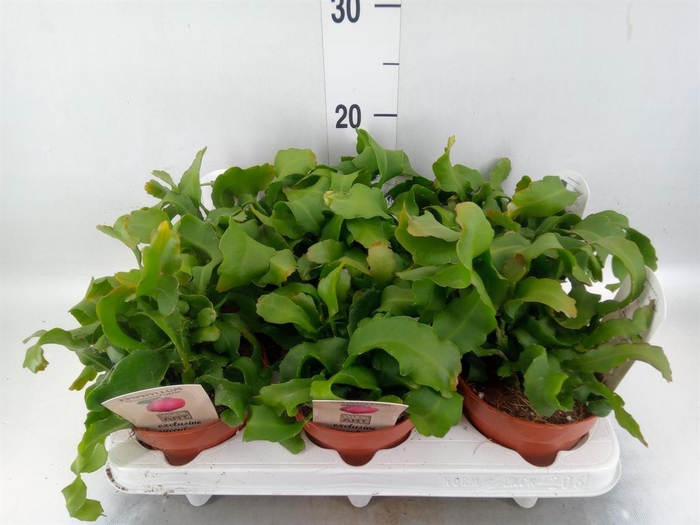 <h4>Epiphyllum guatem. var. monstrosa</h4>
