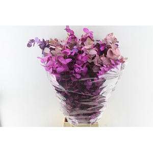 Euca Cinerea Purple Mix 300 Gram