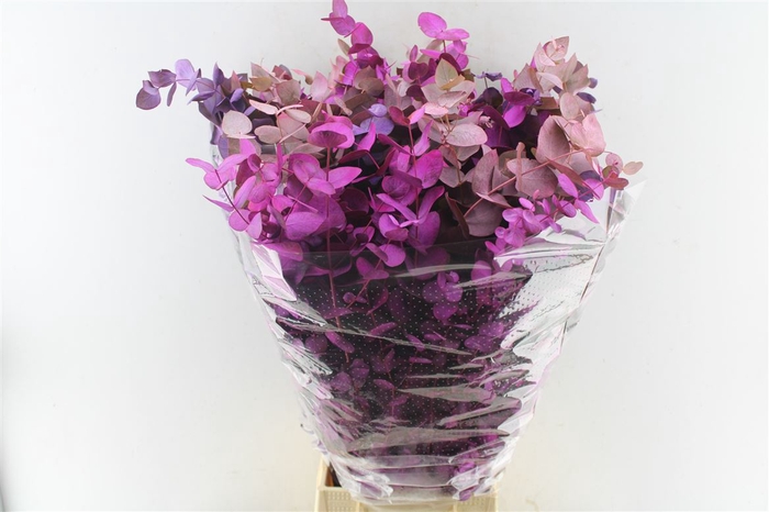 <h4>Euca Cinerea Purple Mix 300 Gram</h4>