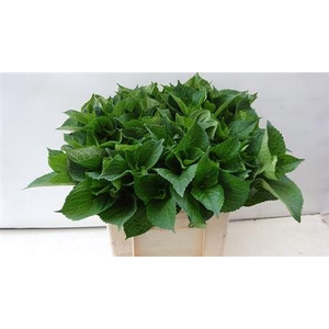 Hydr Macrophyll Blad