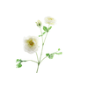 Ranunculus Extra White