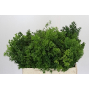 Asparagus Umbellatus