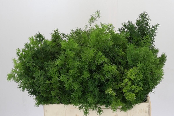 <h4>Asparagus Umbellatus</h4>