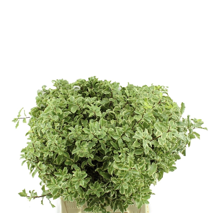 <h4>Pittosporum Nigra</h4>
