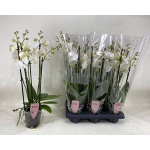 PHAL AN INVERNESS