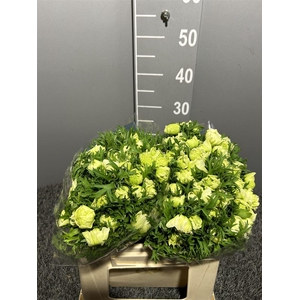 Anem Sup Real White Bianco