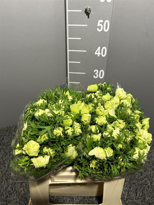 <h4>Anem Sup Real White Bianco</h4>