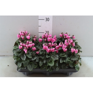 Cyclamen Windbell Light Pink