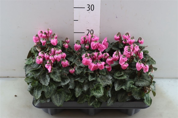 <h4>Cyclamen Windbell Light Pink</h4>