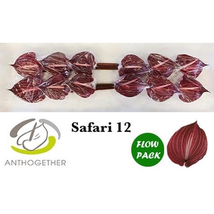 Anthurium Safari